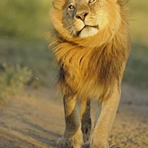 Lion (Panthera leo) adult male, shaking flies from head and mane in morning sunlight, Serengeti N. P. Tanzania