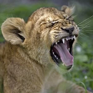 Lion (Panthera leo) Close-up of cub yawning, Sabie Sand Game Reserve, South Africa
