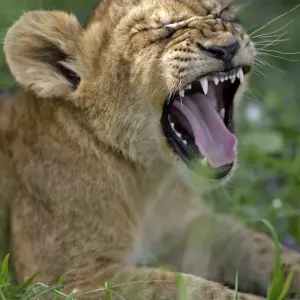Lion Cub Yawning Print Lion Cub Yawning Print