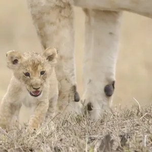 Lion cub print, lost and separated from mother in the wild Lion cub print, lost and separated from mother in the wild