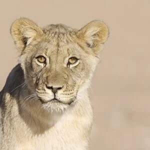 Lion (Panthera leo) cub, close-up of head, wet mouth after drinking, Kalahari, South Africa