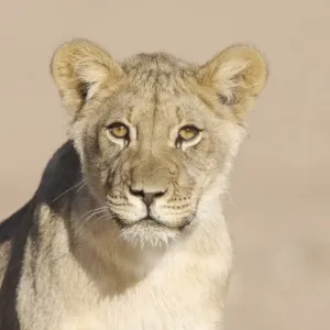 Lion Cub Print, Close-up of Wet Head Lion Cub Print, Close-up of Wet Head