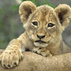 Lion Print: Cub on Adult, Sabie Sand Game Reserve Lion Print: Cub on Adult, Sabie Sand Game Reserve