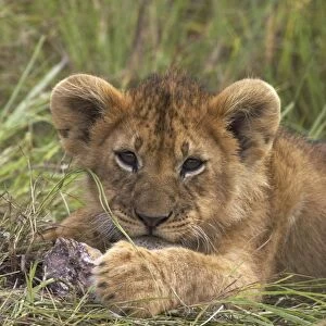 Lion (Panthera leo) cub playing with stone, Kenya