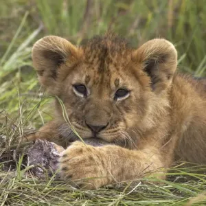 Lion Cub Playing with Stone Print, Kenya Lion Cub Playing with Stone Print, Kenya