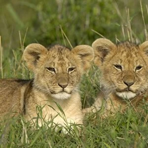 Lion (Panthera leo) two cubs, resting together, Masai Mara, Kenya