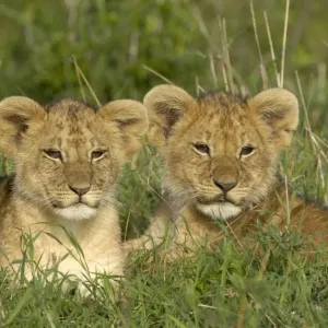 Lion Cubs Print, Masai Mara, Kenya Lion Cubs Print, Masai Mara, Kenya