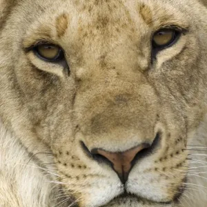 Lion Immature Face Print Lion Immature Face Print
