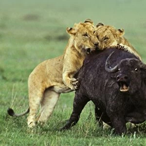 Lion (Panthera leo) two immature males, hunting and killing African Buffalo (Syncerus caffer), Masai Mara, Kenya