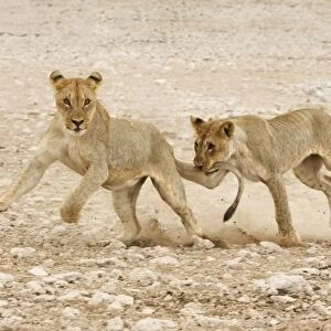 Lion (Panthera leo) two juveniles, running and playing, one biting others tail, Etosha N. P. Namibia