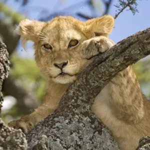 Lion (Panthera leo) young, close-up of head, tree climbing, Serengeti N. P. Tanzania Lion (Panthera leo) young, close-up of head, tree climbing, Serengeti N. P. Tanzania
