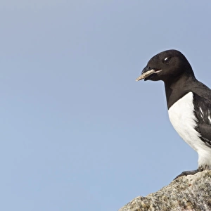 Little Auk (Alle alle) adult male, summer plumage, with stone in beak as offering to female in breeding colony, Spitzbergen, Svalbard, july