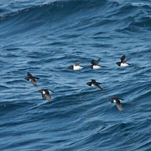 Little Auk (Alle alle) eight adults, summer plumage, flock in flight over sea, Svalbard, june