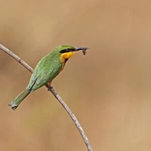 Little Bee-eater (Merops pusillus) adult, with insect in beak, perched on twig, Western Division, Gambia, february