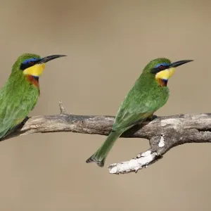 Little Bee-eater (Merops pusillus) Two adults perched on branch, Samburu, Kenya Little Bee-eater (Merops pusillus) Two adults perched on branch, Samburu, Kenya