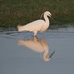 Little Egret (Egretta garzetta) adult, standing in shallows at sunset, North Kent Marshes, Isle of Sheppey, Kent, England, february