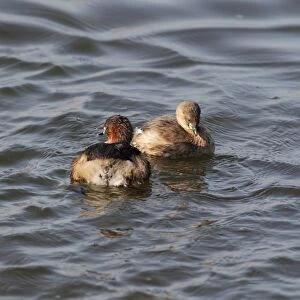 Little Grebe (Tachybaptus ruficollis) adult pair, summer plumage, male greeting female with whinnying trill after