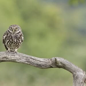 Little Owl (Athene noctua) adult, perched on dead branch in farmland, West Yorkshire, England, June