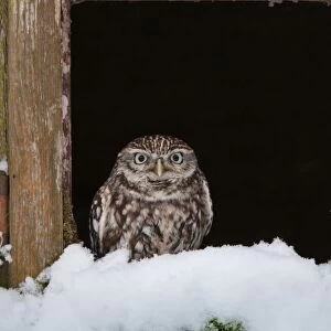 Little Owl (Athene noctua) adult, perched at window in snow, Norfolk, England, february