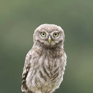 Little Owl (Athene noctua) chick, perched on tree stump nest, Berkshire, England