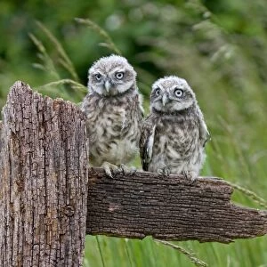 Little Owl (Athene noctua) two fledgling chicks, standing on fence, Suffolk, England, may