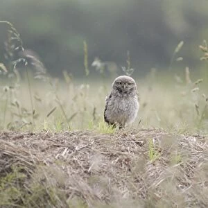 Little Owl (Athene noctua) juvenile, standing on straw bale in farmland during rainshower, West Yorkshire, England
