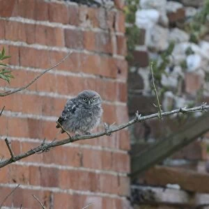 Little Owl (Athene noctua) juvenile, recently fledged, perched on elder branch beside farm building, Norfolk, England