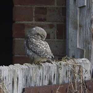Little Owl (Athene noctua) juvenile, recently fledged, perched on barn door, Norfolk, England, July