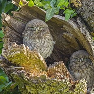 Little Owl (Athene noctua) two young, perched at nesthole entrance in early morning, Oxfordshire, England, June