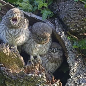 Little Owl (Athene noctua) three young, one yawning, perched at nesthole entrance in early morning, Oxfordshire