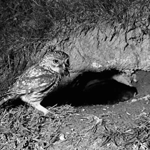 Little Owl - Doldowlod Wales. Taken by Eric Hosking in 1938