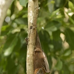 Little Red Flying Fox (Pteropus scapulatus) adult, hanging from tree branch in daytime roost, Queensland, Australia