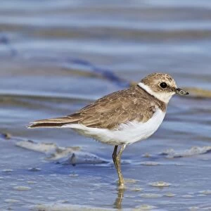 Little Ringed Plover (Charadrius dubius) juvenile, standing on mud in shallow water, Camargue, Bouches-du-Rhone