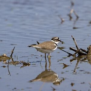 Little ringed Plover with prey item