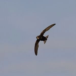 Little Swift in flight, Sanlucar de la Barrameda, Spain