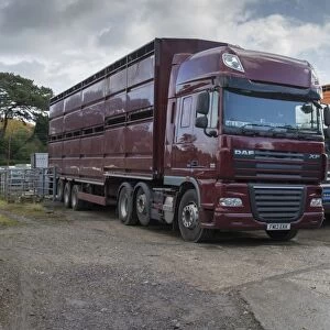 Livestock lorries unloading at market, Llanrwst Cattle Mart, Llanrwst, Conwy, North Wales, October