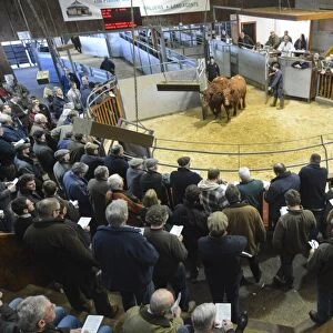 Livestock market, selling Luing beef cattle in auction ring, Castle Douglas, Dumfries and Galloway, Scotland, February