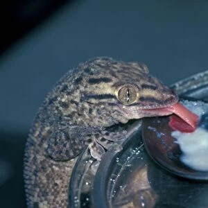 Lizard - Gecko Bronze House (Aeluronyx seychellensis) Close-up of head / licking spoon