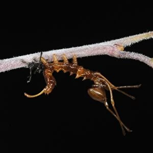 Lobster Moth (Stauropus fagi) second instar larva, just emerged from larval skin, Oxfordshire, England