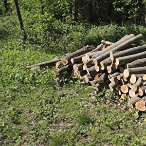 Log pile in deciduous woodland, Thornham Estate, Thornham Magna, Suffolk, England, may