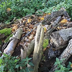 Log pile wildlife habitat in woodland, Vicarage Plantation, Mendlesham, Suffolk, England, november