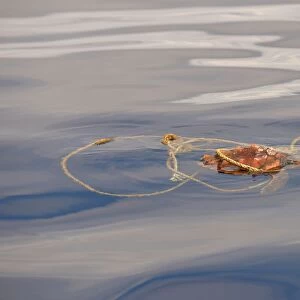 Loggerhead Turtle (Caretta caretta) juvenile, swimming at surface, entangled in rope, Azores, June
