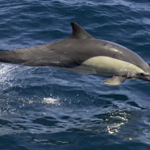 Prints of : Whales and Dophins