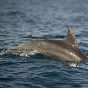 Long-beaked Common Dolphin (Delphinus capensis) adult, swimming at surface of sea, with tooth rake marks visable