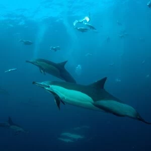 Long-beaked Common Dolphin (Delphinus capensis) and Cape Gannet (Morus capensis) adults