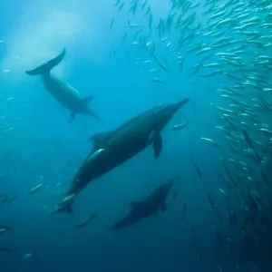 : Whales and Dophins