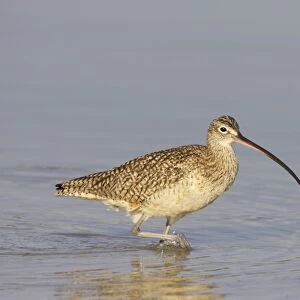 Long-billed Curlew (Numenius americanus) adult, wading in shallow water, Fort de Soto, Florida, U. S. A