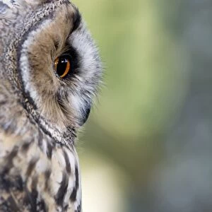 Long-eared Owl (Asio otus) adult, close-up of head, England, August (captive)