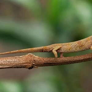 Long-nosed Chameleon (Calumma gallus) adult female, on stem in rainforest, Ambavaniasy, Eastern Madagascar, august