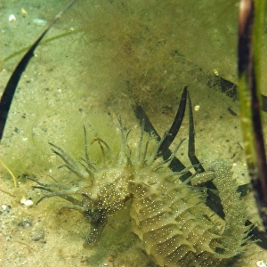 Long-snouted Seahorse (Hippocampus guttulatus) adult female, clinging to Eelgrass (Zostera marina) on sandy seabed, Studland Bay, Dorset, England, august